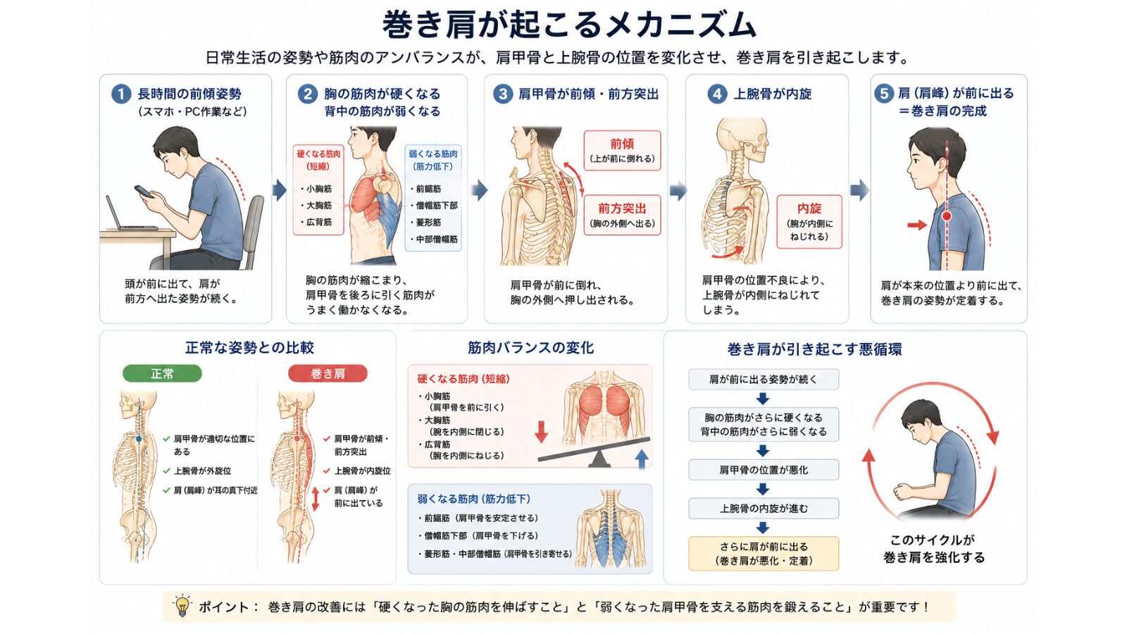 巻き肩が起こるメカニズム