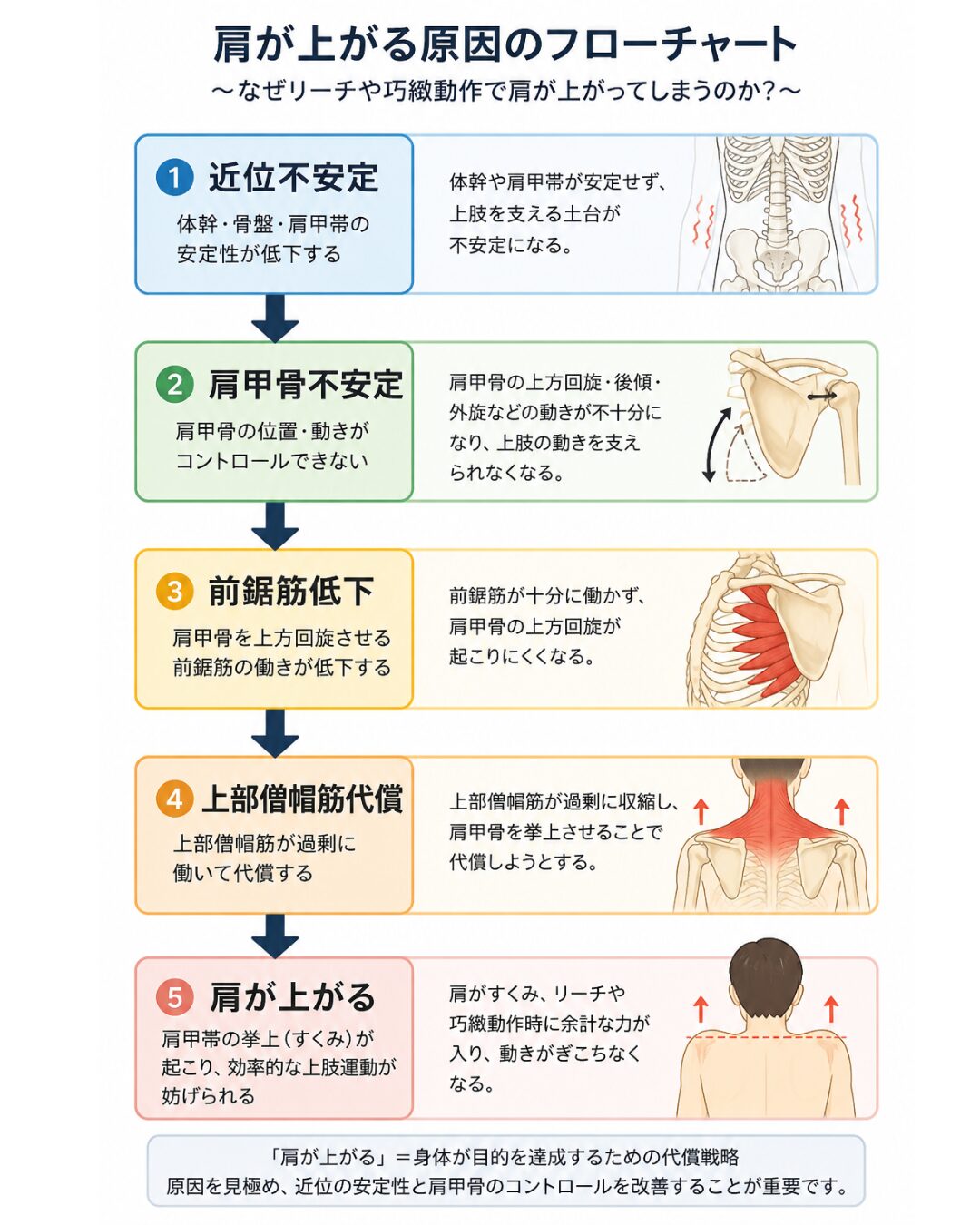 肩が上がる原因の概念図