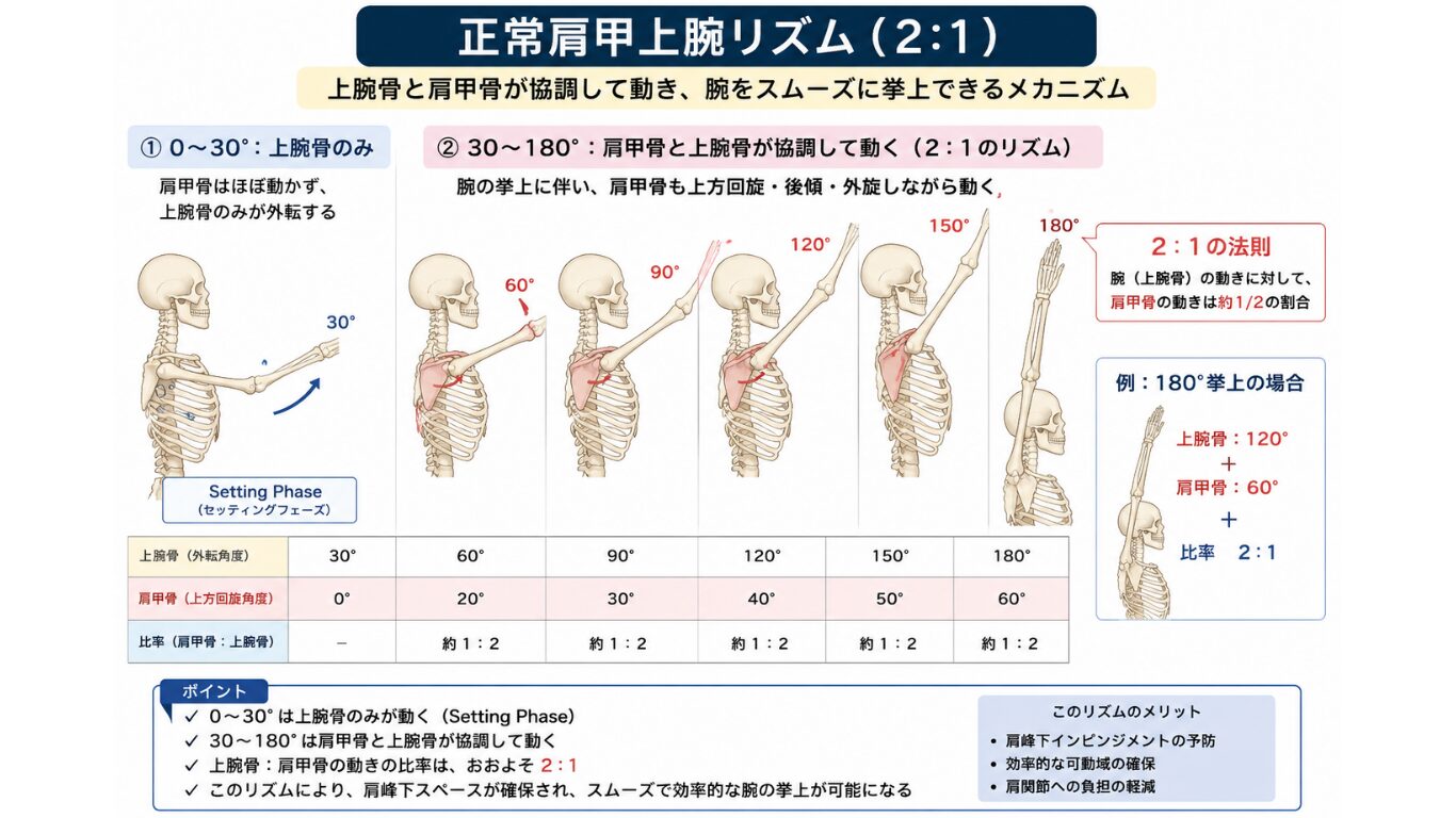 正常な肩甲上腕リズム(Scapulohumeral Rhythm)の図解