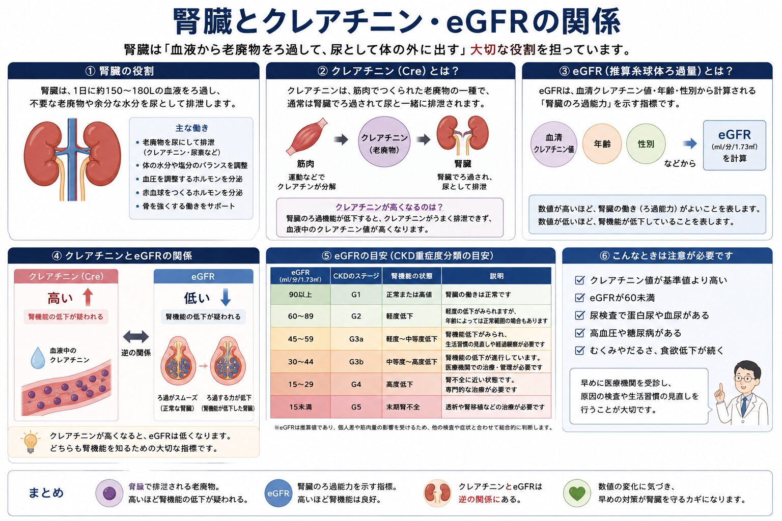 腎臓とクレアチニン・eGFRの関係