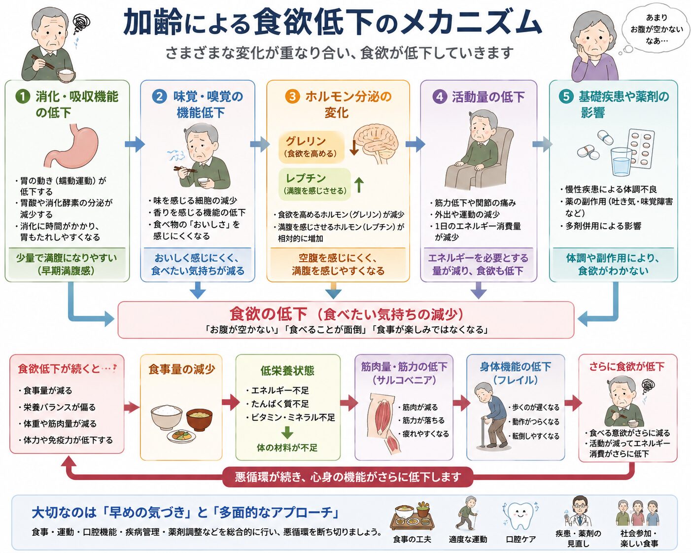 加齢による食欲低下