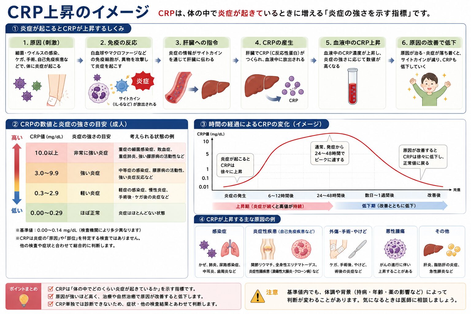 CRP上昇のイメージ（炎症が起きると数値が上がる仕組み）