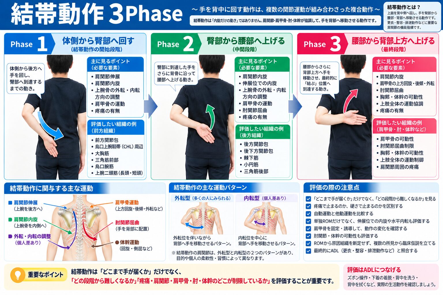 結帯動作Phase3（腰部から背部上方へ上げる動作）のイメージ