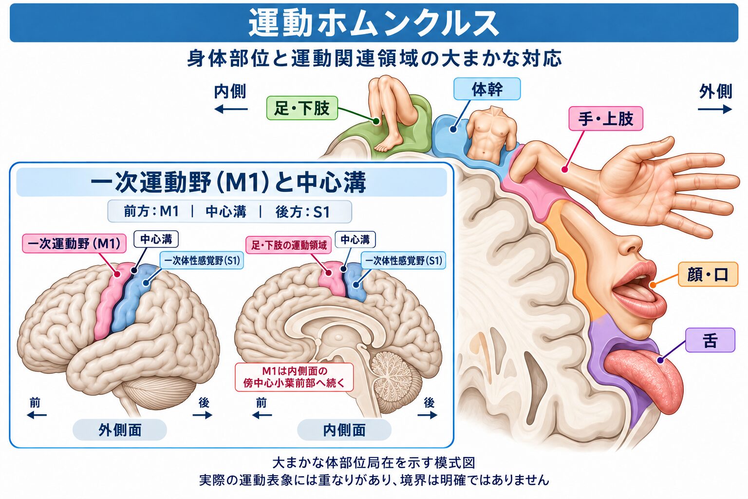 運動ホムンクルスの図:中心前回に沿って身体部位と運動関連領域の対応を示したもの
