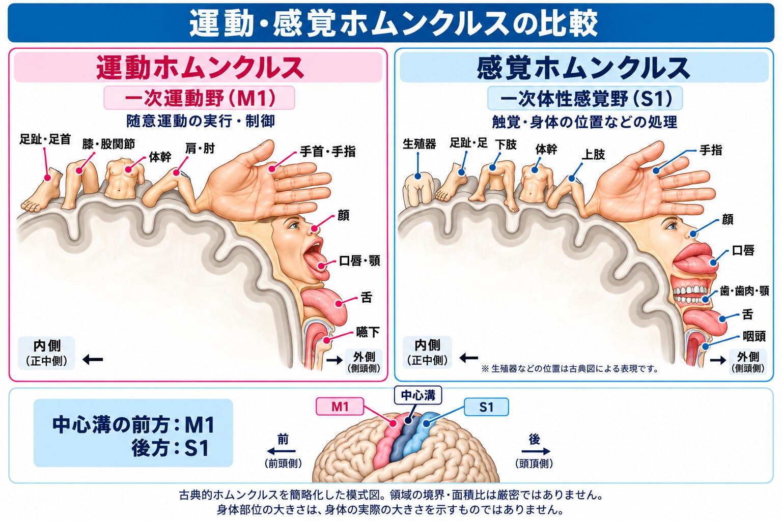 運動ホムンクルスと感覚ホムンクルスの比較図:中心前回の運動野と中心後回の体性感覚野